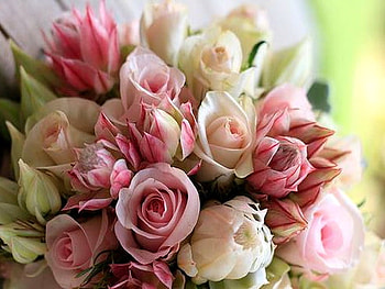 Flowers for March, pink, white, flowers, roses HD wallpaper