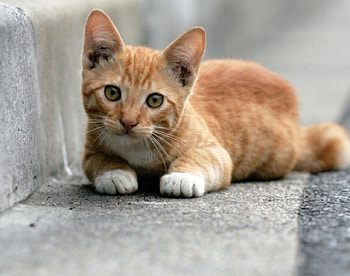 Cat, cats, kitten, kittens HD wallpaper