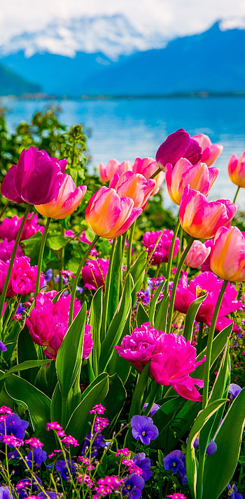 Pink and purple tulips, Spring Flowers on Lake Geneva, with Swiss Alps, Montreux, Switzerland Europe t. Beautiful flowers, Most beautiful flowers, Flowers nature HD phone wallpaper