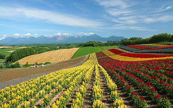 Nature, Flowers, Multicolored, Field, Japan, Rows, Ranks HD wallpaper