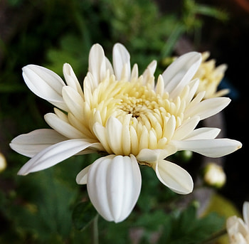 White, clover flowers, petals HD wallpaper
