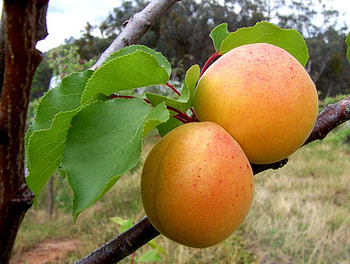 Tasty fruits, fruit, nature, taste HD wallpaper