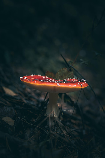 Grass, Macro, Mushroom, Fly Agaric HD phone wallpaper
