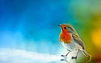 European robin, Birds HD wallpaper