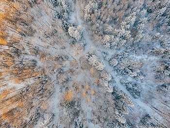 Aerial Short Of Cold Forest Snow Trees , aerial, snow, trees, cold, forest, winter HD wallpaper