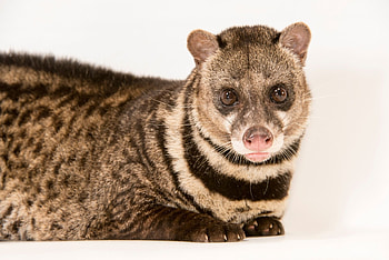 Malay civet, Cute creature, Tangalunga species, Joel Sartore's lens HD wallpaper