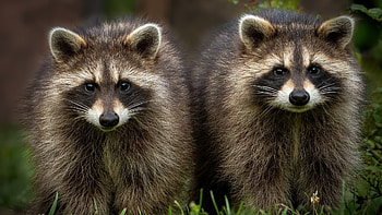 Raccoon, animal, rodent, paw HD wallpaper