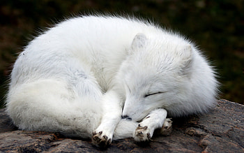 110 , Arctic Fox HD wallpaper
