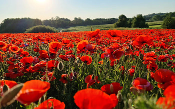 Poppy Field, fields, Latvia, poppies, flowers HD wallpaper
