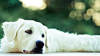 Akbash Dog, Dog , , Canine companion HD wallpaper
