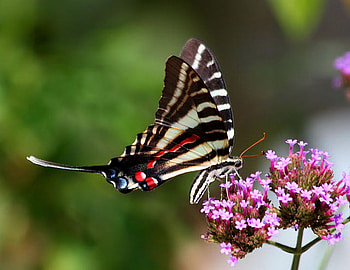 Kite Swallowtail, butterfly, black white and red, long tails, swallowtail, zebra HD wallpaper