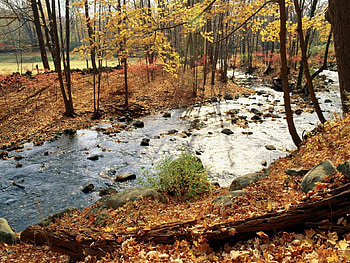 Nature, Rivers, Trees, Stones, Autumn, Leaves, Sun, Forest, Day HD wallpaper