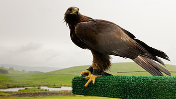 Eagle in gold, Dreamliner inspiration, Majestic bird, Serene beauty HD wallpaper