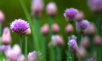 of spotlight, , Purple flowers HD wallpaper