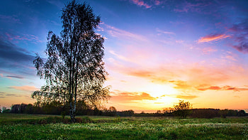 Sunset in Spring, wildflowers, birch, clouds, colors, sky, meadow, tree HD wallpaper