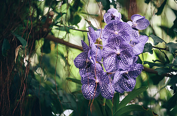 Flowers, Striped, Purple, Sharpness, Orchid, Exotic, Exotics HD wallpaper