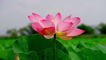 nature , Beautiful lotus flower HD wallpaper