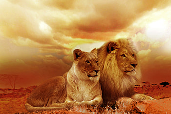 African Lion And Lioness, lion, lioness, animals HD wallpaper