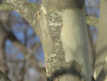 Crustose Lichens, Young Sycamore Tree, Rlichen HD wallpaper