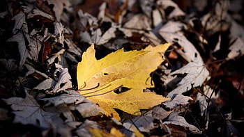 Autumn, Macro, Sheet, Leaf, Dry, Fallen HD wallpaper