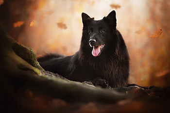 Belgian Shepherd, Top , , backgrounds HD wallpaper