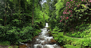 stream in forest, flowers, forest, green, stream HD wallpaper
