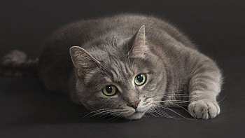 Cat, pisica, tigru, leu, leopard HD wallpaper