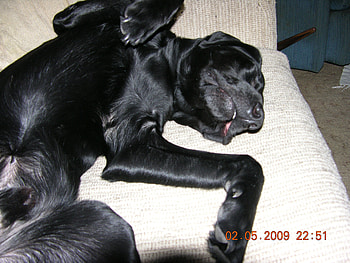 Rex Chillin, pets labs, animals HD wallpaper