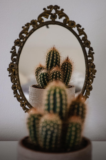 Needle, Reflection, Miscellanea, Miscellaneous, Cactus, Mirror HD phone wallpaper