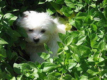 Puppy in Leaves, cute, puppy, in leaves HD wallpaper