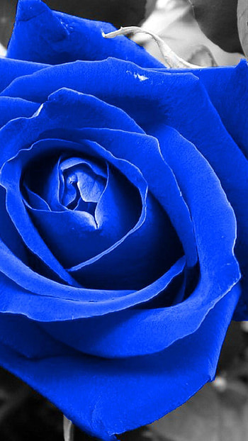 Blue Rose, Dark Blue, Rose HD phone wallpaper