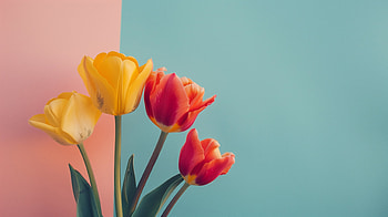 Springtime Minimalist Tulips - Flower, spring, flower, minimalist, tulip HD wallpaper