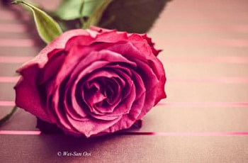 Beautiful Rose, rose, beautiful, flowers, pink rose HD wallpaper