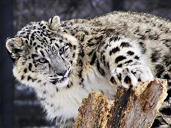 Snow Leopard, beautiful, leopard, , snow HD wallpaper