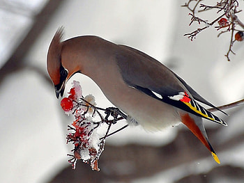 Beautiful Bird, cute, beautiful, bird HD wallpaper