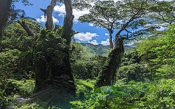 Honolulu Watershed Forest Reserve, trees, sky, hawaii, usa, clouds HD wallpaper