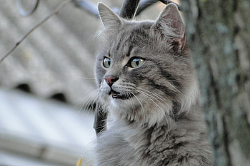 Animals, Cat, Fluffy, Sight, Opinion, Anger HD wallpaper