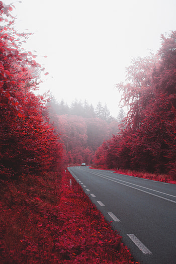 Nature, Autumn, Bush, Road, Fog, Car, Machine HD phone wallpaper