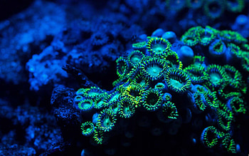 Best coral , Mac user favorites, High-definition s, Oceanic wonders HD wallpaper