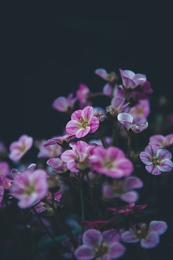 Violet, Flower, Plant, Macro, Flowering, Bloom, Purple, Decorative, Geranium HD phone wallpaper