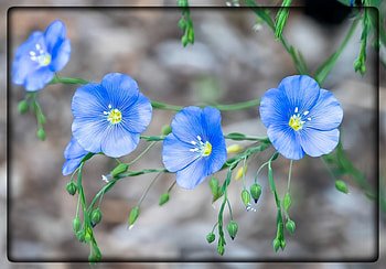 FRAMED FLOWERS, FLOWERS, NATURE, FRAMED HD wallpaper