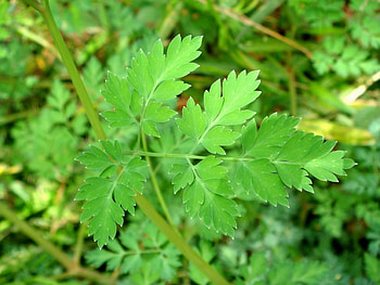 Corydalis heterocarpa, Botanical , Flower's elegance HD wallpaper