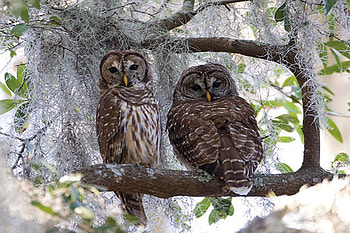 owls, animal, other, birds, owl HD wallpaper