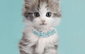 Kitten, blue, animal, pisici, rachael hale, cute, cat HD wallpaper