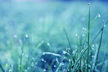 Grass, Drops, Macro, Shine, Light, Dew HD wallpaper