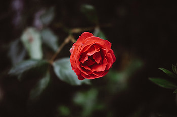 Flowers, Flower, Petals, Bud HD wallpaper