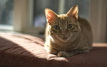 Animals, Cat, To Lie Down, Lie, Muzzle, Shadow, Paws HD wallpaper