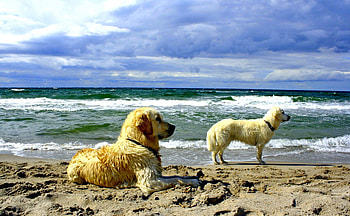DOGS DAY OUT, rest, couple, dogs, watching, ocean, beach HD wallpaper