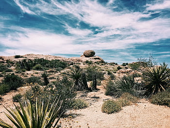 Explore the arid beauty of Twentynine Palms with this stunning desert landscape featuring yucca plants and rock formations. HD wallpaper