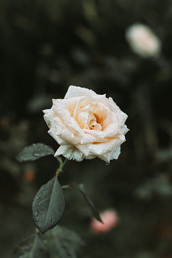 Flowers, Drops, Rose Flower, Rose, Blur, Smooth, Dew HD phone wallpaper
